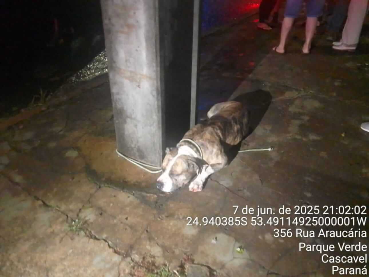 Cachorro é encontrado no bairro Parque Verde
