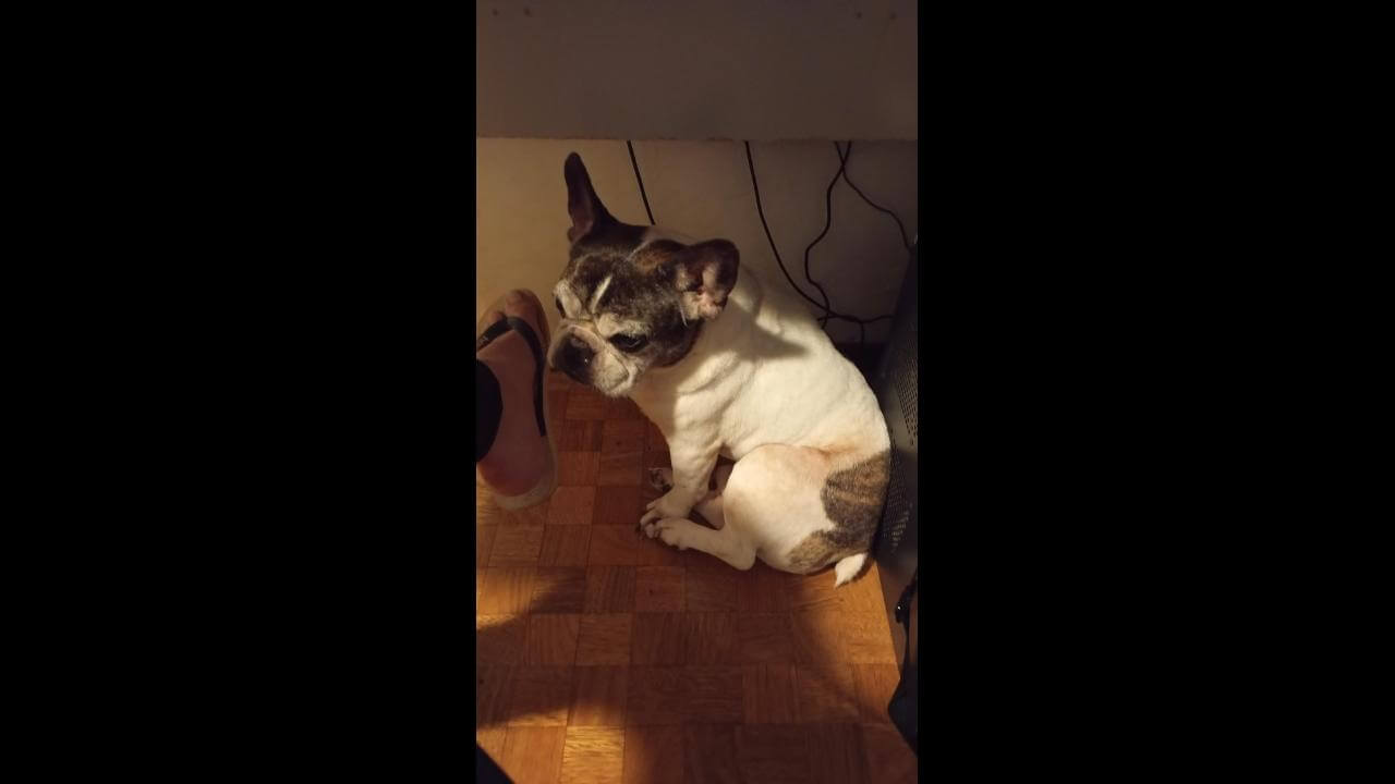 Cachorro Nico desapareceu no bairro Alto Alegre