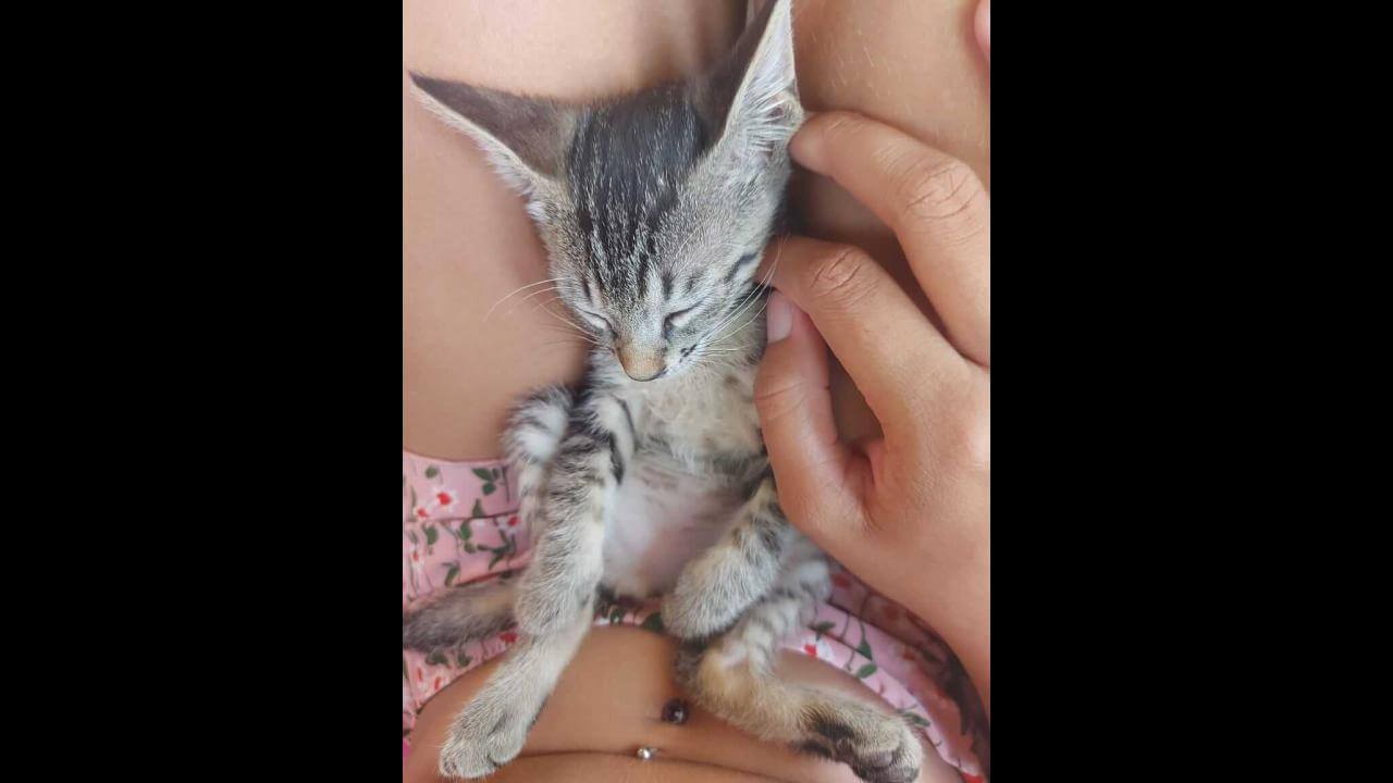 Gata Amora desapareceu no bairro Esmeralda