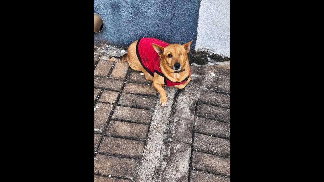 Cachorra é encontrada no bairro Canadá