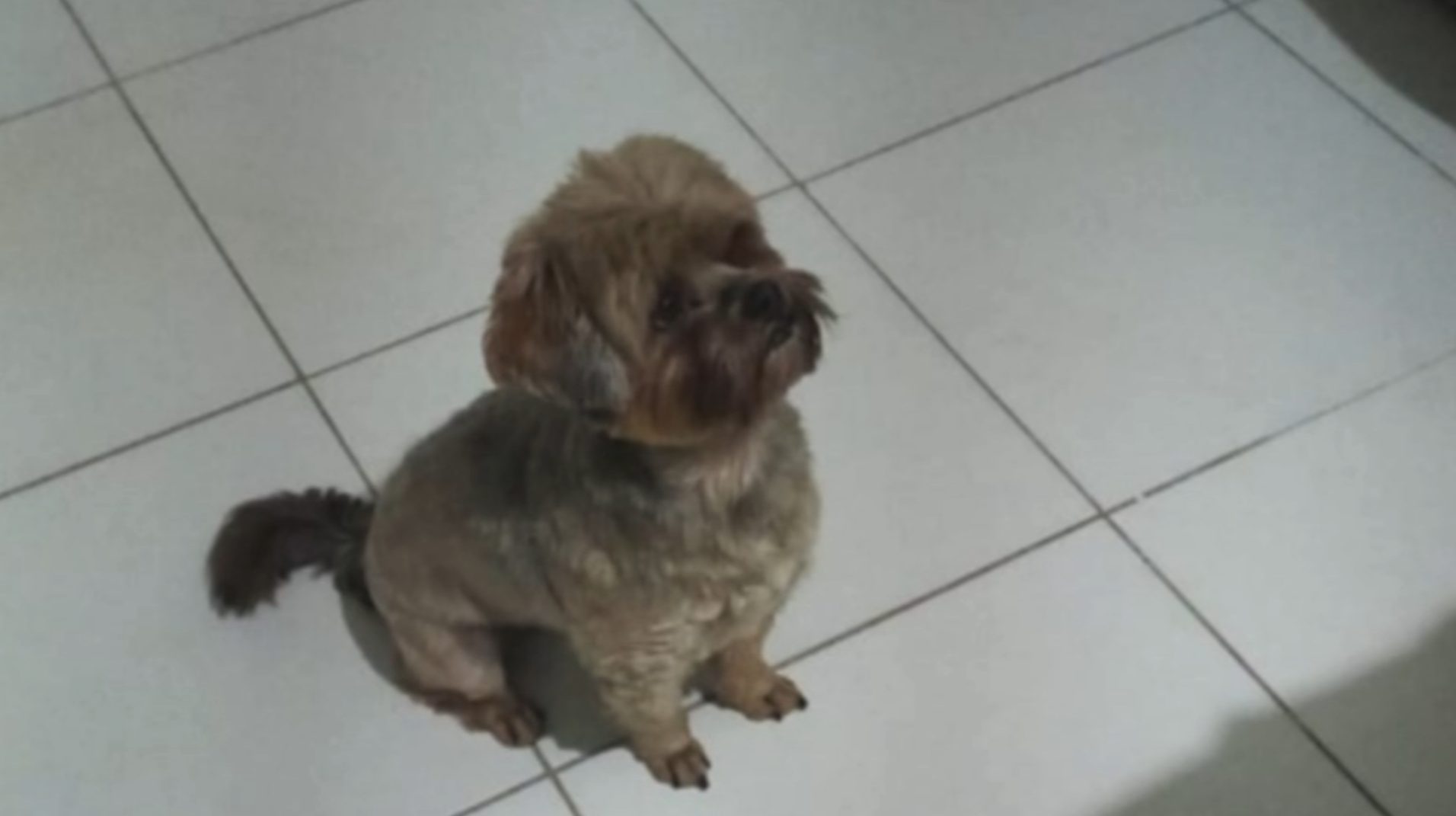 Cachorrinho Leleco desapareceu de residência no Bairro Floresta