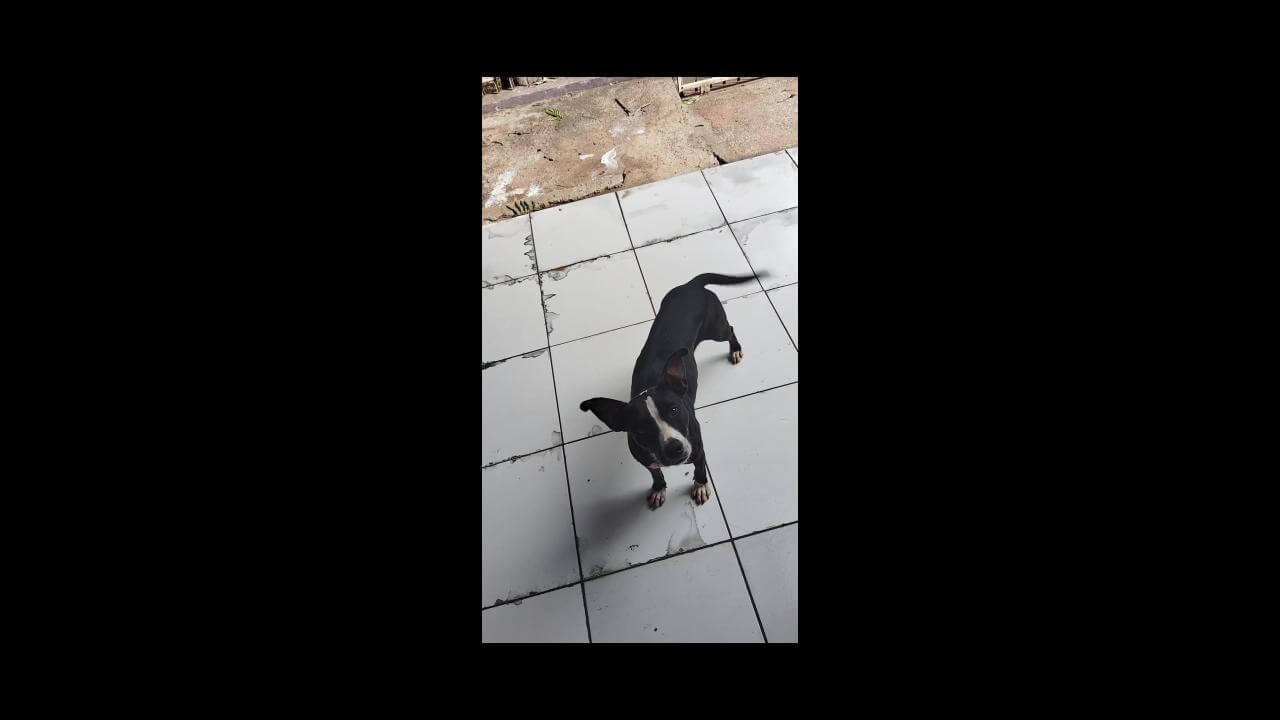 Cachorra é encontrada no bairro Esmeralda