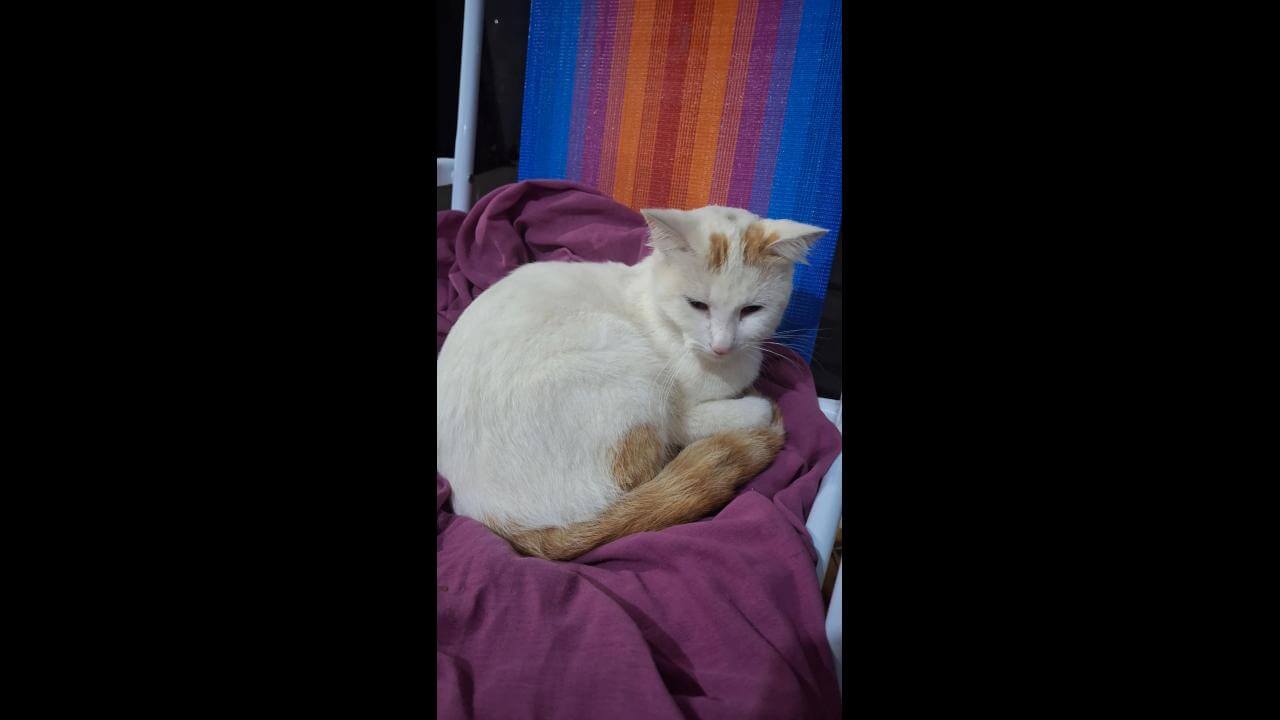 Gato é encontrado no bairro Brasmadeira