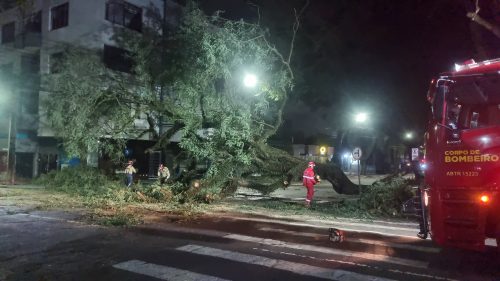 Árvore de grande porte cai no Centro de Cascavel e mobiliza Corpo de Bombeiros Imagem referente a Árvore de grande porte cai no Centro de Cascavel e mobiliza Corpo de Bombeiros