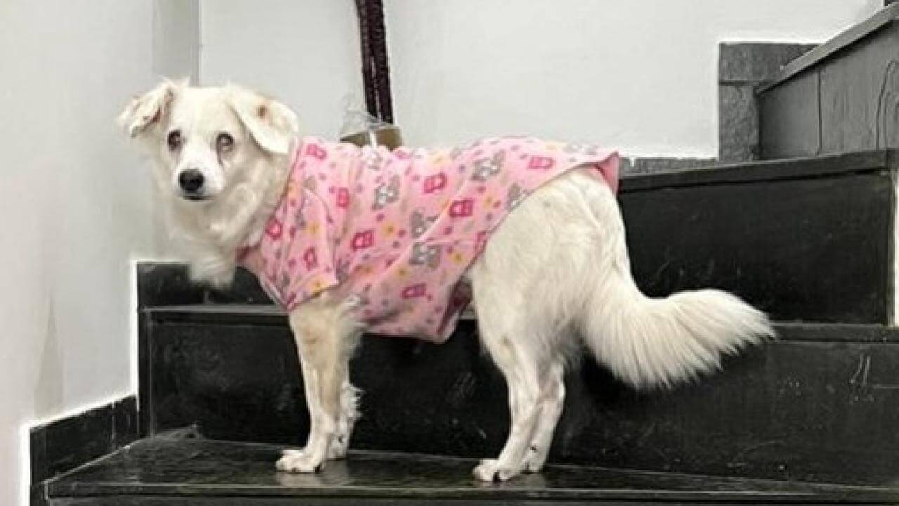 Cachorra Bina desapareceu no bairro Coqueiral