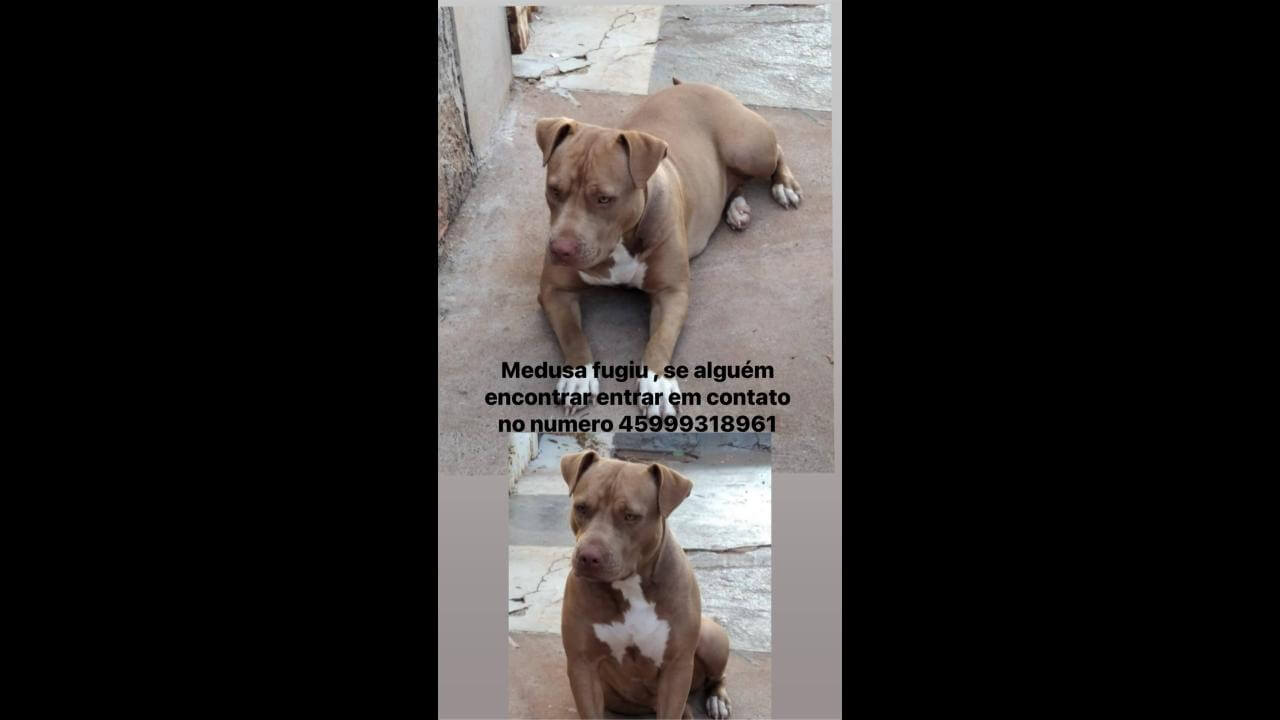 Cachorra Medusa desapareceu no bairro Interlagos Cachorra Medusa desapareceu no bairro Interlagos