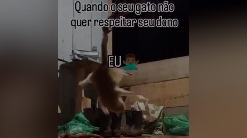 Crueldade: Homem “brinca” dando chineladas fortes em gato e responde por maus-tratos no Paraná Crueldade: Homem “brinca” dando chineladas fortes em gato e responde por maus-tratos no Paraná