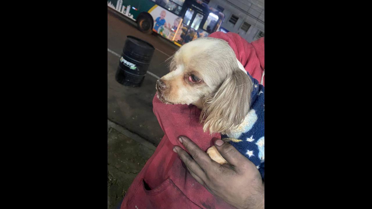 Cachorro é encontrado no bairro Santa Cruz Cachorro é encontrado no bairro Santa Cruz