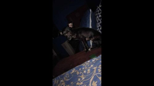 Cachorra Nina desapareceu no bairro Periolo Imagem referente a Cachorra Nina desapareceu no bairro Periolo