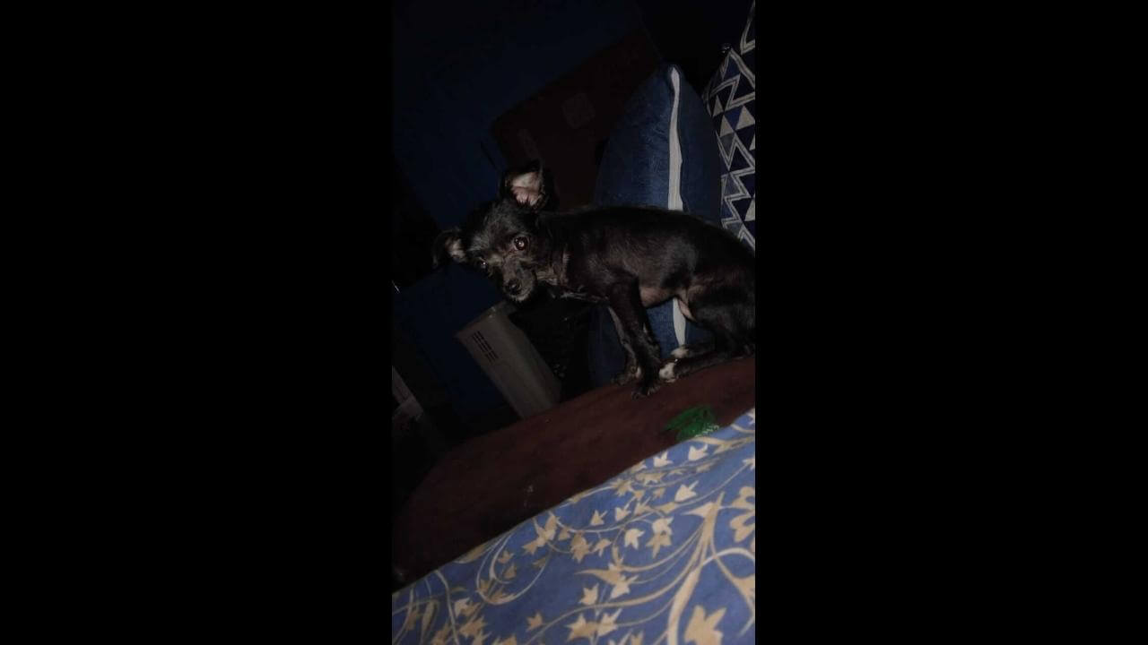 Cachorra Nina desapareceu no bairro Periolo Cachorra Nina desapareceu no bairro Periolo