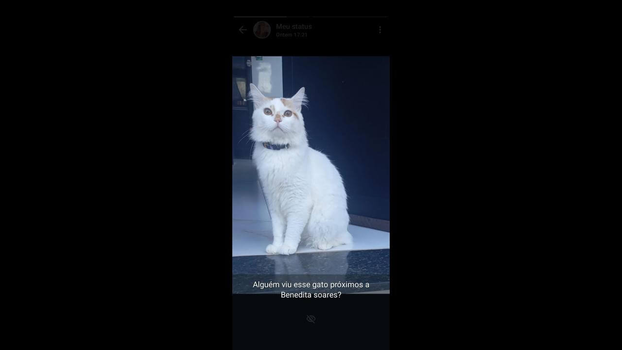 Gato Pipoco desapareceu no bairro Florais do Paraná Gato Pipoco desapareceu no bairro Florais do Paraná