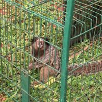 Imagem referente a IAT captura dois saguis-de-tufos-pretos em Foz do Iguaçu, espécie exótica na região