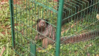 IAT captura dois saguis-de-tufos-pretos em Foz do Iguaçu, espécie exótica na região
