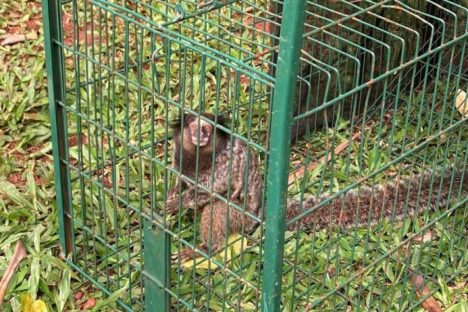 IAT captura dois saguis-de-tufos-pretos em Foz do Iguaçu, espécie exótica na região IAT captura dois saguis-de-tufos-pretos em Foz do Iguaçu, espécie exótica na região