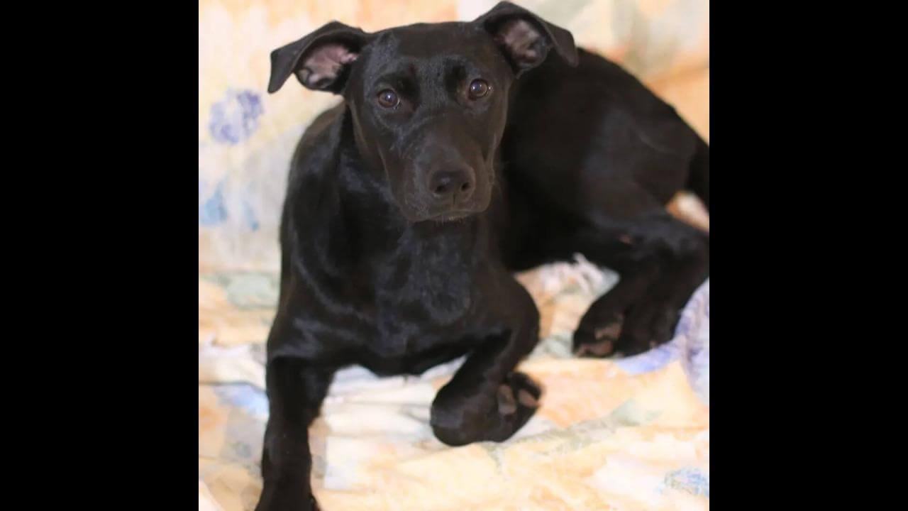 Cachorra Kira desapareceu no bairro Coqueiral