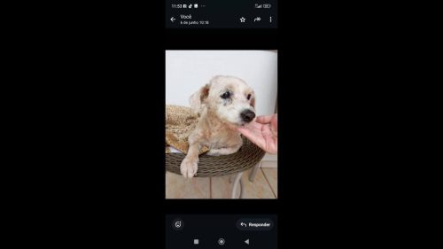 Cachorro é encontrado no bairro Parque São Paulo Imagem referente a Cachorro é encontrado no bairro Parque São Paulo
