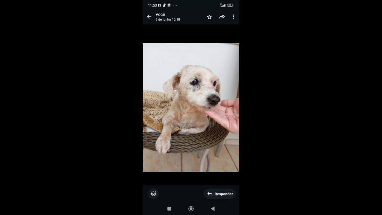 Cachorro é encontrado no bairro Parque São Paulo