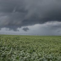 Imagem referente a Chuvas são benéficas para produtores de trigo e cevada, aponta boletim do Deral
