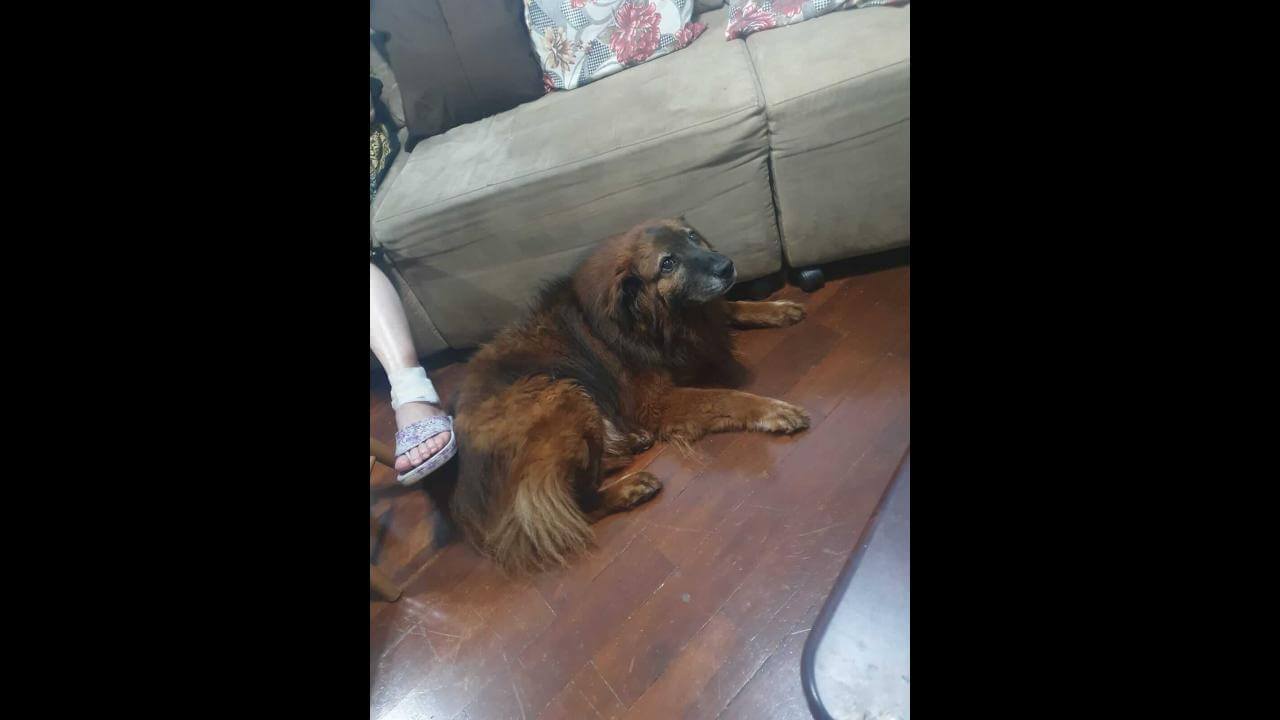 Cachorro LEÃO desapareceu no bairro Coqueiral
