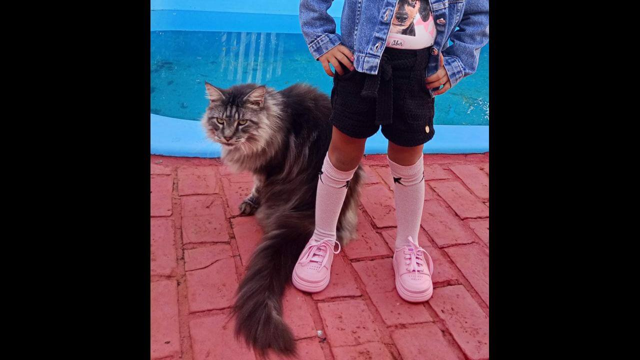 Gato Assolam desapareceu no bairro Cancelli