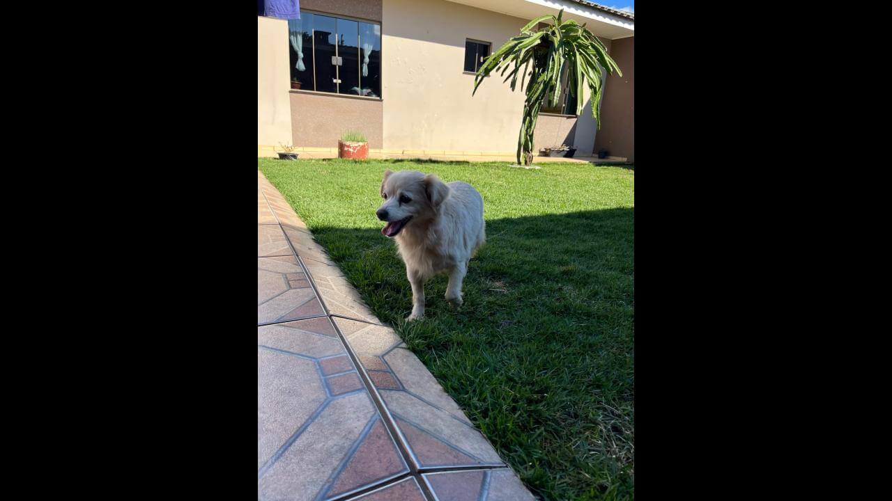 Cachorra é encontrada no bairro São Cristóvão