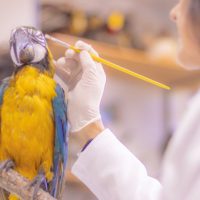 Imagem referente a Pesquisa e ensino: Laboratório de Zoologia da UEPG tem mais de mil animais conservados