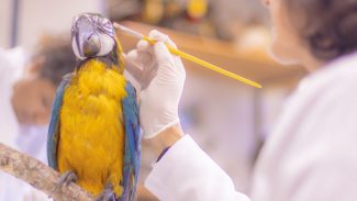 Pesquisa e ensino: Laboratório de Zoologia da UEPG tem mais de mil animais conservados