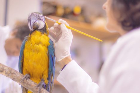 Pesquisa e ensino: Laboratório de Zoologia da UEPG tem mais de mil animais conservados Pesquisa e ensino: Laboratório de Zoologia da UEPG tem mais de mil animais conservados