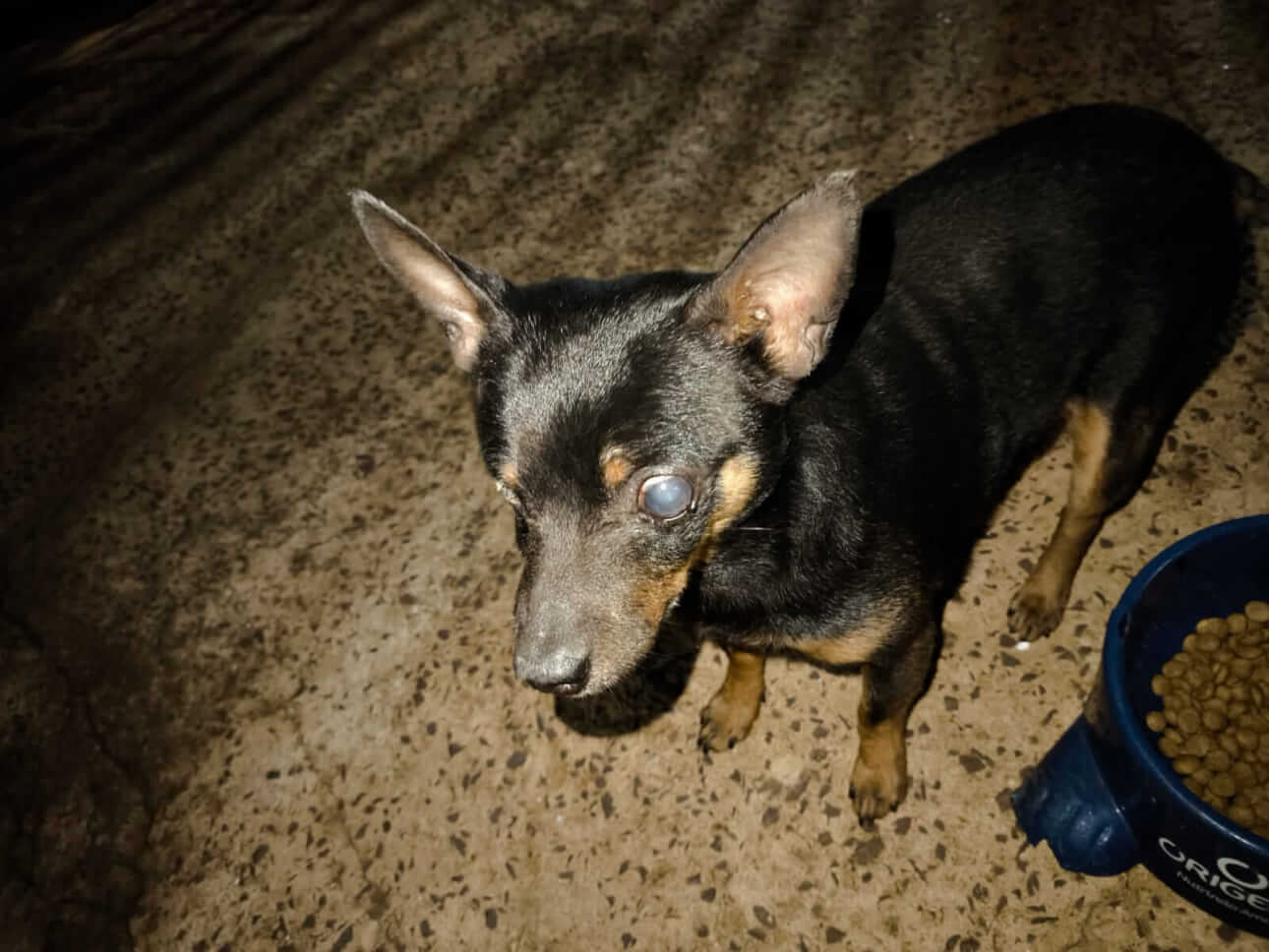 Cachorro é encontrado no bairro Esmeralda