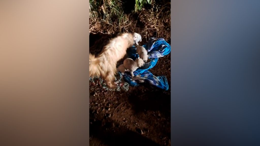 Crueldade: Cachorra com 5 filhotes são abandonados em estrada rural de Cascavel