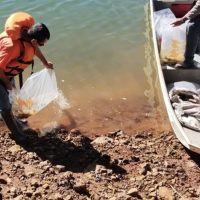 Imagem referente a Rio Iguaçu recebe 5 mil surubins criados em estação ambiental da Copel
