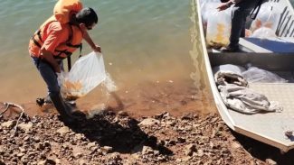 Rio Iguaçu recebe 5 mil surubins criados em estação ambiental da Copel