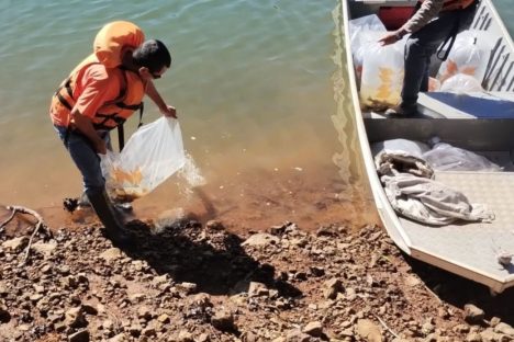 Rio Iguaçu recebe 5 mil surubins criados em estação ambiental da Copel Imagem referente a Rio Iguaçu recebe 5 mil surubins criados em estação ambiental da Copel