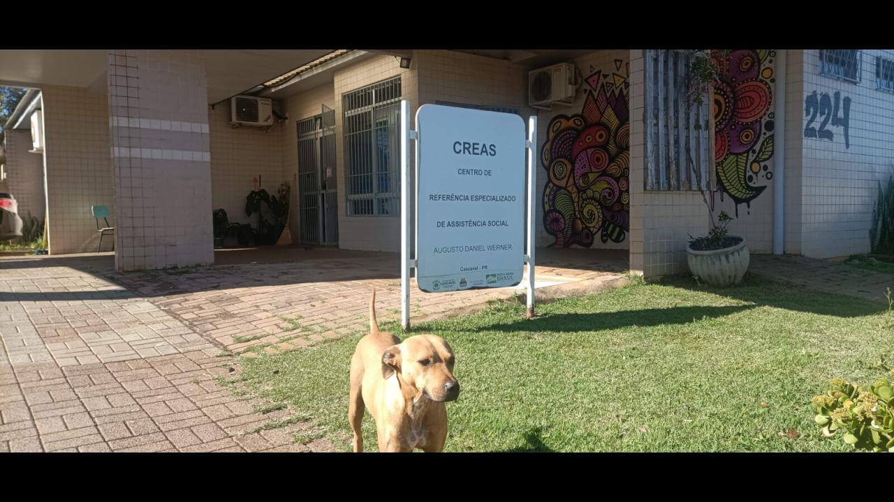 Cachorro é encontrado no bairro Coqueiral