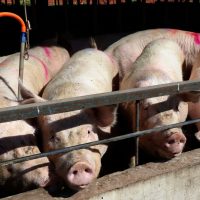 Imagem referente a Paraná bate recorde de produção de carne de frango, suína e bovina no 1º trimestre de 2025