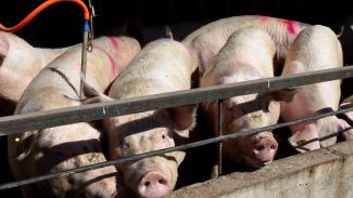 Paraná bate recorde de produção de carne de frango, suína e bovina no 1º trimestre de 2025