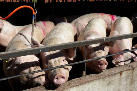 Paraná bate recorde de produção de carne de frango, suína e bovina no 1º trimestre de 2025 Imagem referente a Paraná bate recorde de produção de carne de frango, suína e bovina no 1º trimestre de 2025