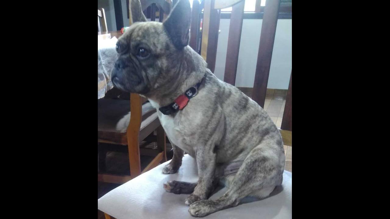 Cachorro Brutus desapareceu no bairro Vista Linda Cachorro Brutus desapareceu no bairro Vista Linda