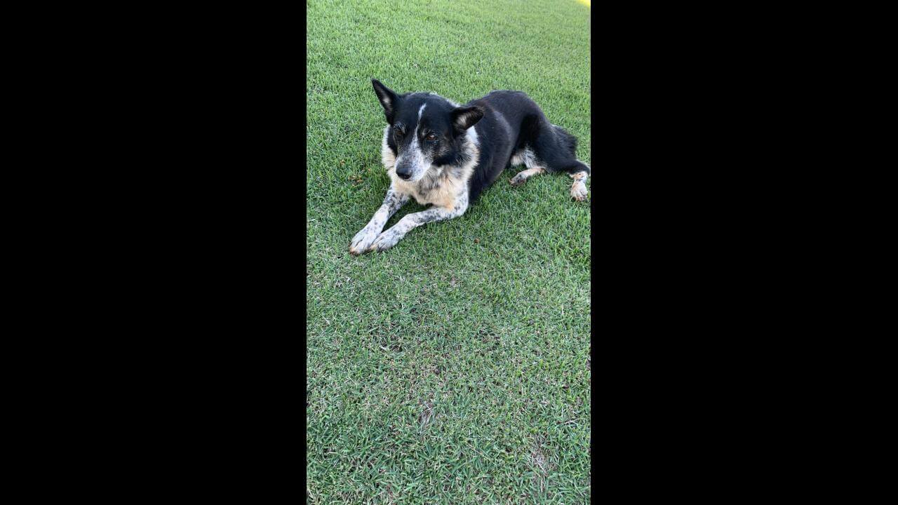 Cachorro é encontrado no bairro Centralito