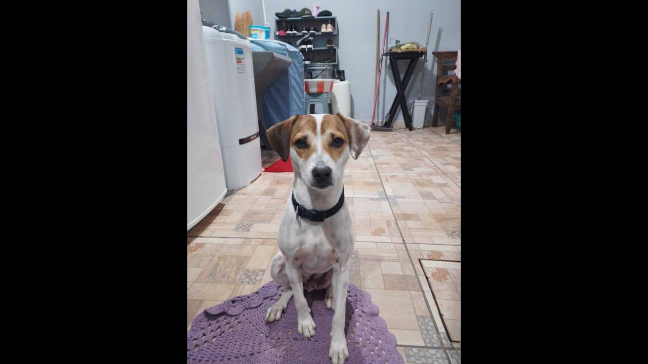 Cachorro Thor desapareceu no bairro Brasmadeira