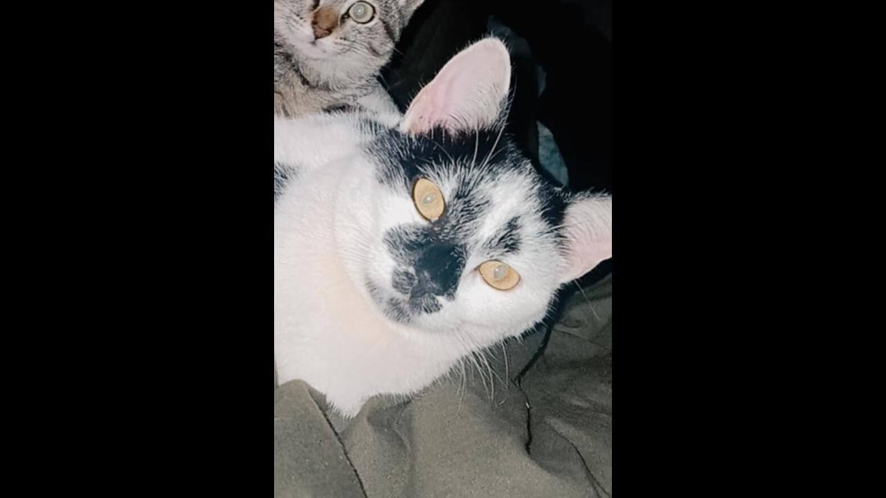 Gata Nina desapareceu no bairro Cataratas
