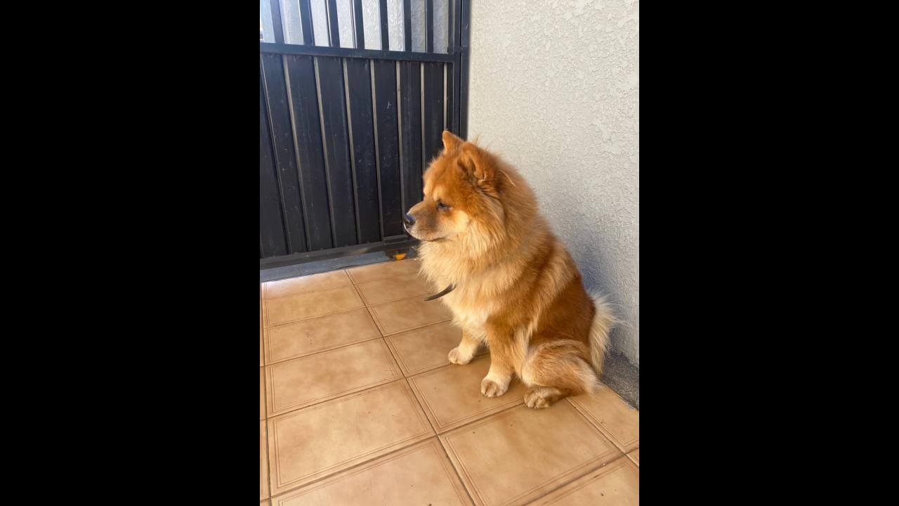 Cachorro é encontrado no bairro Cancelli