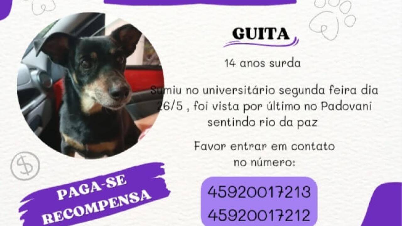 Cachorra Guita desapareceu no bairro Universitário