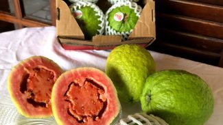 Carlópolis, que produz 37,7 mil toneladas de frutas, sediará o VI Simpósio da Fruticultura