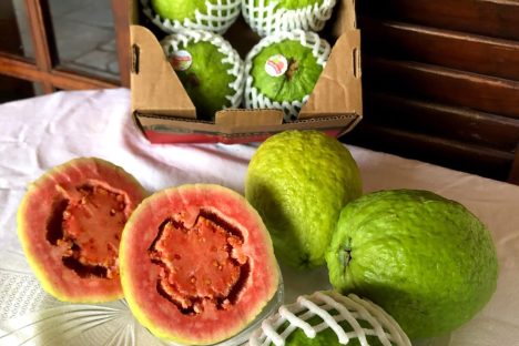 Carlópolis, que produz 37,7 mil toneladas de frutas, sediará o VI Simpósio da Fruticultura Imagem referente a Carlópolis, que produz 37,7 mil toneladas de frutas, sediará o VI Simpósio da Fruticultura