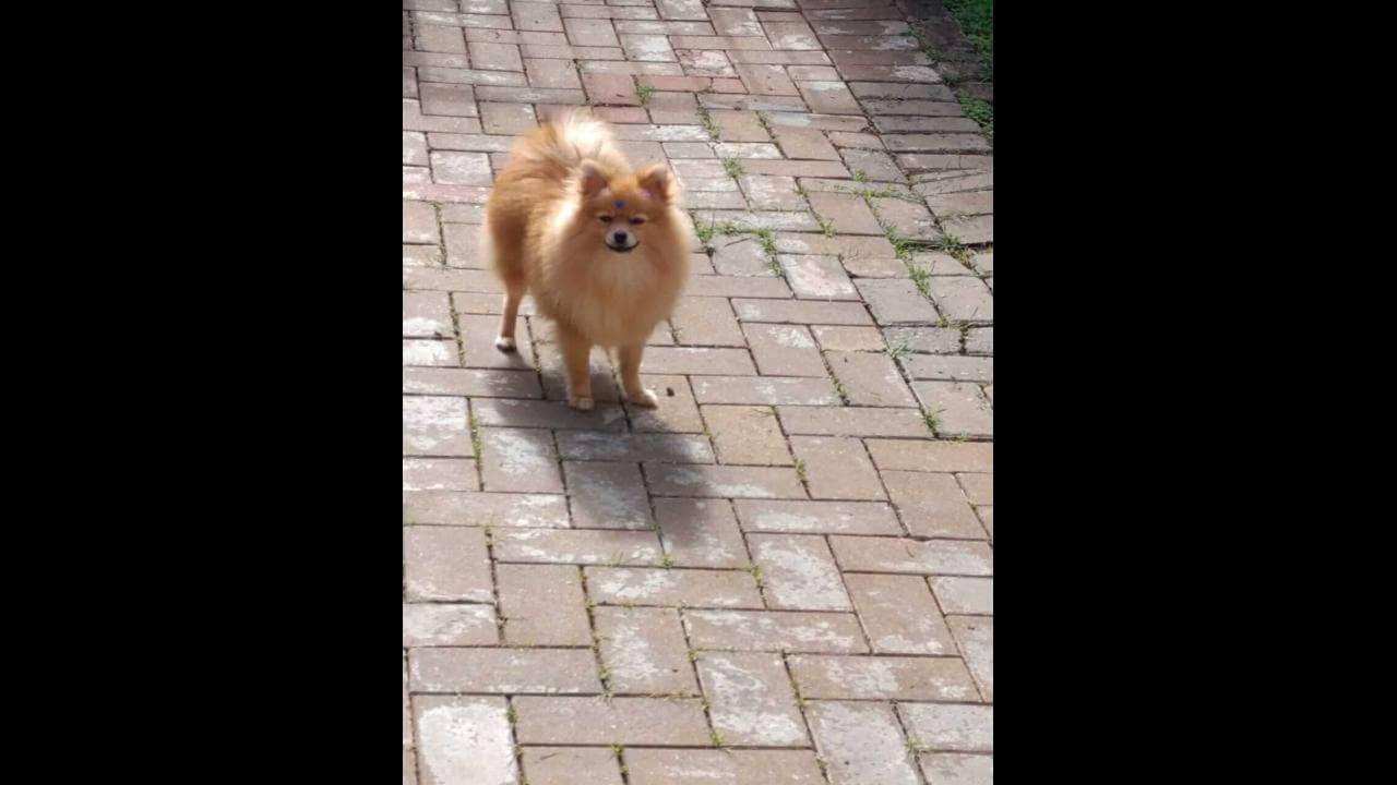 Cachorra Lola desapareceu no bairro Angra dos Reis