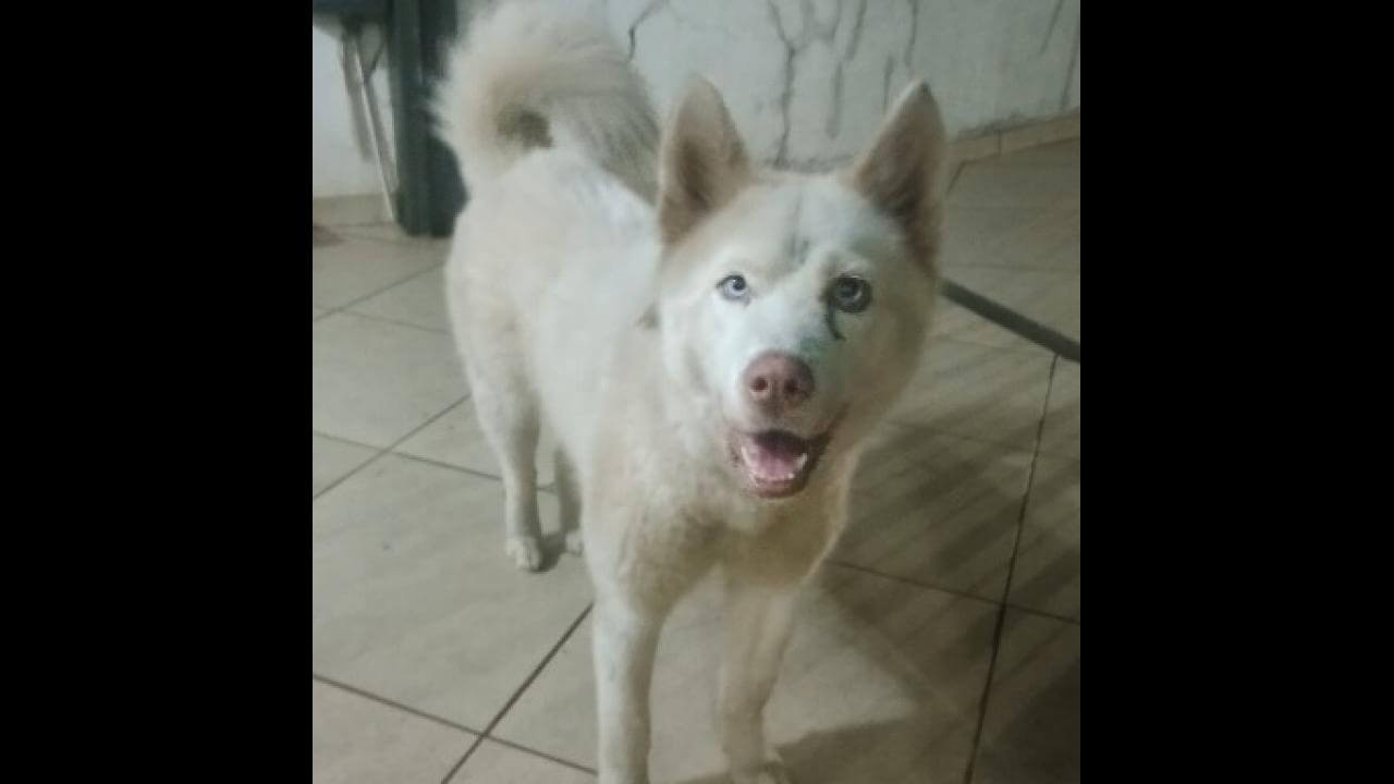 Cachorra Tequila desapareceu no bairro Alto Alegre