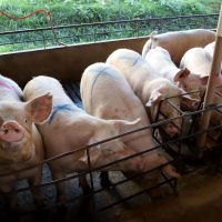 Imagem referente a Em seis anos, Paraná eleva produção de suínos em 34% e de frangos em 24,4%