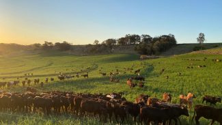 Adapar recebe comitiva do Japão para auditorias sanitárias de carne bovina e suína