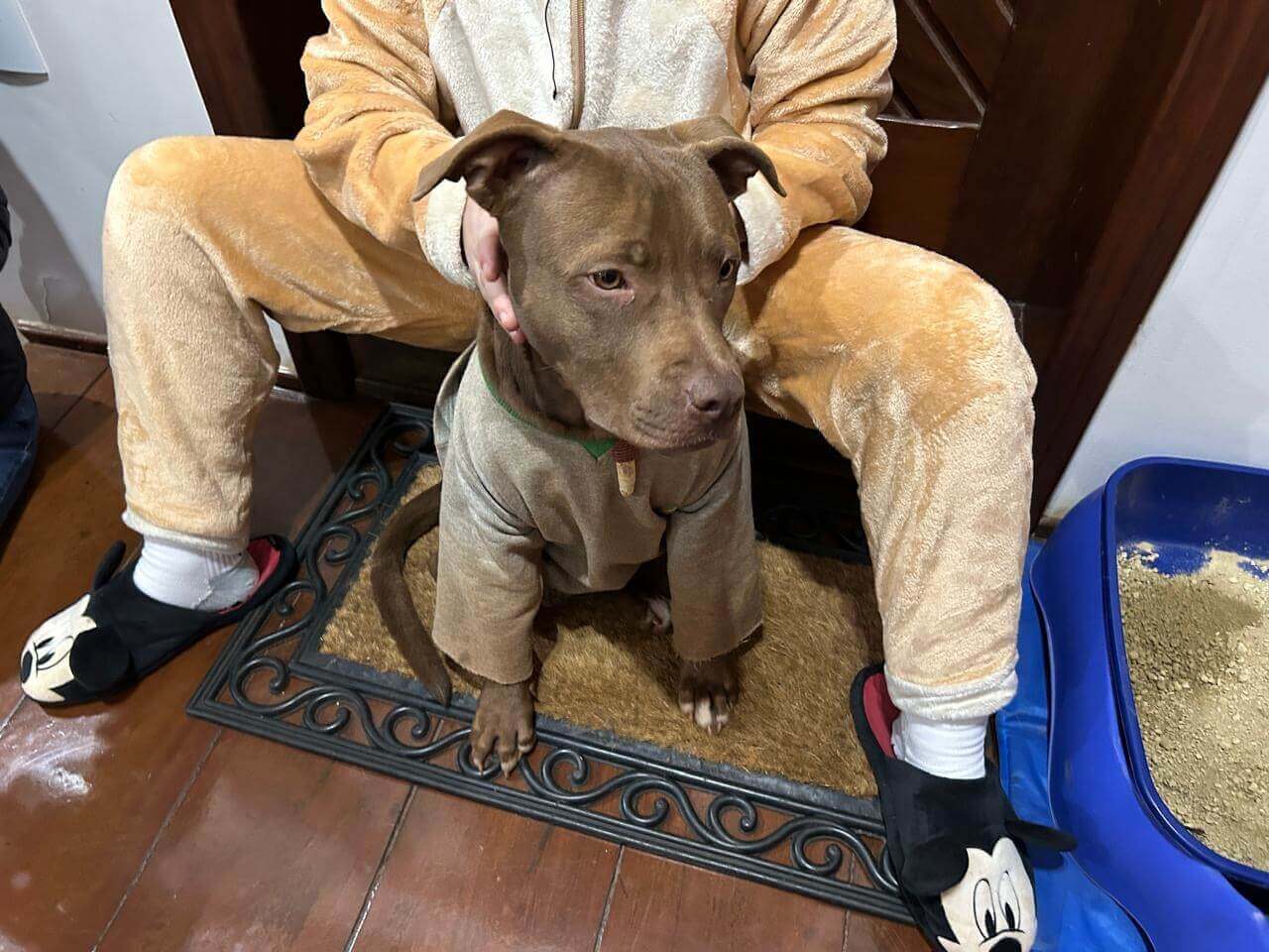 Cachorra é encontrada no bairro Centro